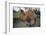 Bactrian Camel-DLILLC-Framed Photographic Print