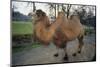 Bactrian Camel-DLILLC-Mounted Photographic Print