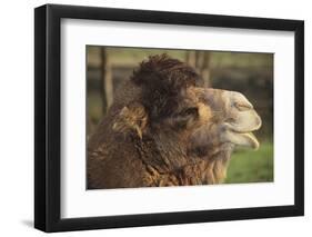 Bactrian Camel-DLILLC-Framed Photographic Print