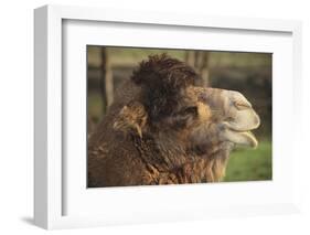 Bactrian Camel-DLILLC-Framed Photographic Print