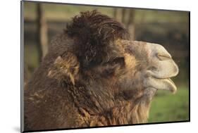 Bactrian Camel-DLILLC-Mounted Photographic Print