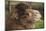 Bactrian Camel-DLILLC-Mounted Photographic Print