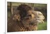 Bactrian Camel-DLILLC-Framed Photographic Print