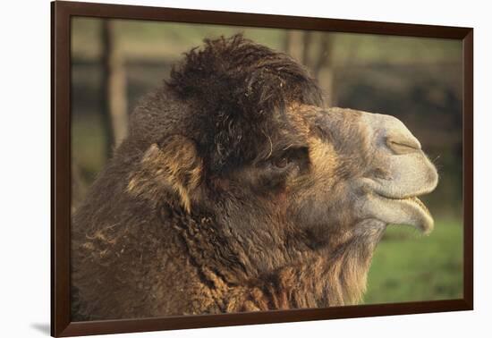 Bactrian Camel-DLILLC-Framed Photographic Print