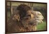 Bactrian Camel-DLILLC-Framed Photographic Print