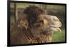 Bactrian Camel-DLILLC-Framed Photographic Print