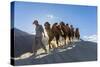 Bactrian or Double Humped Camels, Nubra Valley, Ladakh, India-Peter Adams-Stretched Canvas