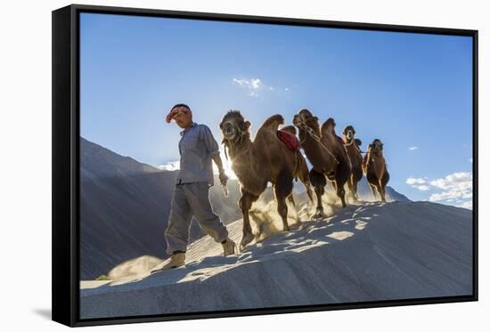 Bactrian or Double Humped Camels, Nubra Valley, Ladakh, India-Peter Adams-Framed Stretched Canvas