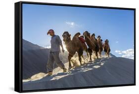 Bactrian or Double Humped Camels, Nubra Valley, Ladakh, India-Peter Adams-Framed Stretched Canvas