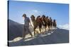 Bactrian or Double Humped Camels, Nubra Valley, Ladakh, India-Peter Adams-Stretched Canvas