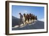 Bactrian or Double Humped Camels, Nubra Valley, Ladakh, India-Peter Adams-Framed Photographic Print