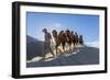 Bactrian or Double Humped Camels, Nubra Valley, Ladakh, India-Peter Adams-Framed Photographic Print