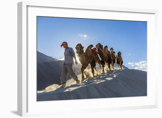 Bactrian or Double Humped Camels, Nubra Valley, Ladakh, India-Peter Adams-Framed Photographic Print