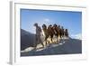 Bactrian or Double Humped Camels, Nubra Valley, Ladakh, India-Peter Adams-Framed Photographic Print