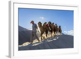 Bactrian or Double Humped Camels, Nubra Valley, Ladakh, India-Peter Adams-Framed Photographic Print