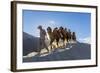 Bactrian or Double Humped Camels, Nubra Valley, Ladakh, India-Peter Adams-Framed Photographic Print