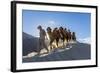 Bactrian or Double Humped Camels, Nubra Valley, Ladakh, India-Peter Adams-Framed Photographic Print