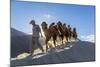 Bactrian or Double Humped Camels, Nubra Valley, Ladakh, India-Peter Adams-Mounted Photographic Print