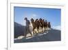 Bactrian or Double Humped Camels, Nubra Valley, Ladakh, India-Peter Adams-Framed Photographic Print