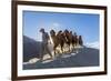 Bactrian or Double Humped Camels, Nubra Valley, Ladakh, India-Peter Adams-Framed Photographic Print