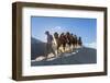 Bactrian or Double Humped Camels, Nubra Valley, Ladakh, India-Peter Adams-Framed Photographic Print