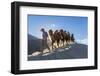 Bactrian or Double Humped Camels, Nubra Valley, Ladakh, India-Peter Adams-Framed Photographic Print