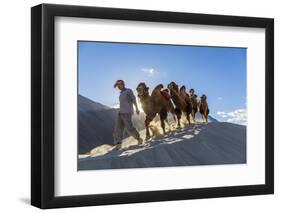 Bactrian or Double Humped Camels, Nubra Valley, Ladakh, India-Peter Adams-Framed Photographic Print