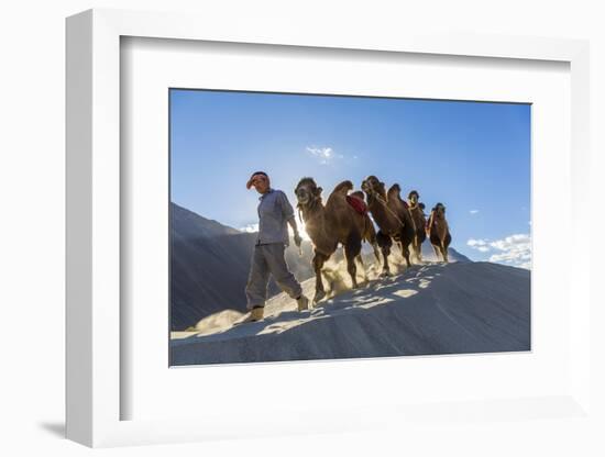 Bactrian or Double Humped Camels, Nubra Valley, Ladakh, India-Peter Adams-Framed Photographic Print