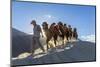 Bactrian or Double Humped Camels, Nubra Valley, Ladakh, India-Peter Adams-Mounted Photographic Print