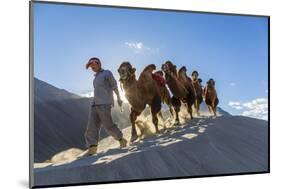 Bactrian or Double Humped Camels, Nubra Valley, Ladakh, India-Peter Adams-Mounted Photographic Print