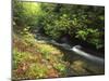 Bad Branch on Pine Mountain, Kentucky, USA-Adam Jones-Mounted Premium Photographic Print