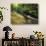 Bad Branch on Pine Mountain, Kentucky, USA-Adam Jones-Photographic Print displayed on a wall