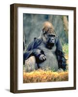 Bad Day-J.D. Mcfarlan-Framed Photographic Print