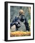 Bad Day-J.D. Mcfarlan-Framed Photographic Print