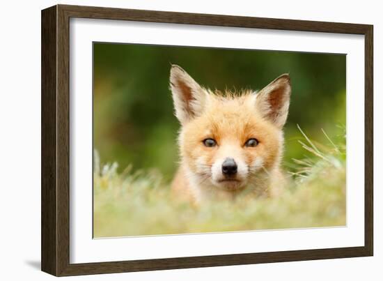 Bad Fur Day-Roeselien Raimond-Framed Art Print