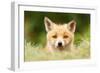 Bad Fur Day-Roeselien Raimond-Framed Art Print