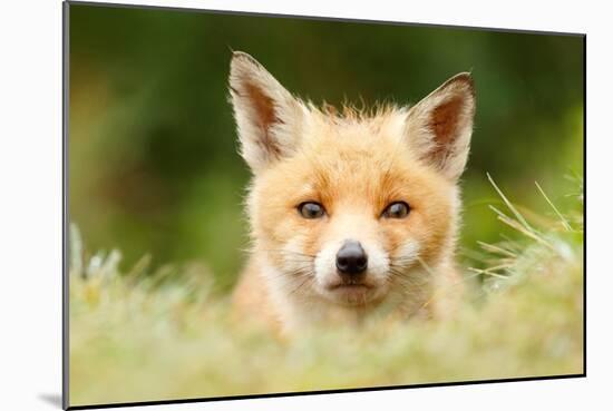 Bad Fur Day-Roeselien Raimond-Mounted Art Print