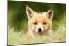 Bad Fur Day-Roeselien Raimond-Mounted Art Print