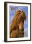 Bad Hair Day-Cora Niele-Framed Giclee Print