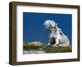 Bad Hair Day-verdon-Framed Giclee Print