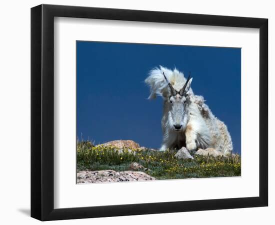 Bad Hair Day-verdon-Framed Giclee Print