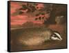 Badger, 17th Century-Francis Barlow-Framed Stretched Canvas