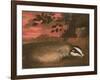 Badger, 17th Century-Francis Barlow-Framed Giclee Print