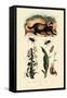 Badger, 1833-39-null-Framed Stretched Canvas