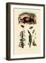 Badger, 1833-39-null-Framed Giclee Print