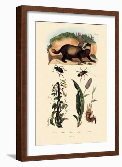Badger, 1833-39-null-Framed Giclee Print