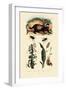 Badger, 1833-39-null-Framed Giclee Print