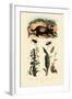 Badger, 1833-39-null-Framed Giclee Print