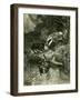 Badger Austria 1891-null-Framed Giclee Print