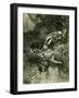 Badger Austria 1891-null-Framed Giclee Print